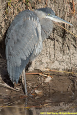 great blue heron